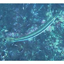 Cheilio inermis (Forsskal, 1775)