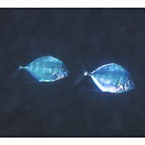 Carangoides coeruleopinnatus (Ruppell, 1830)