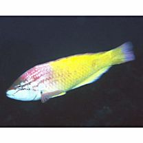 Pseudolabrus eoethinus (Richardson, 1846)