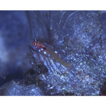 Trimma nomurai Suzuki et Senou, 2007