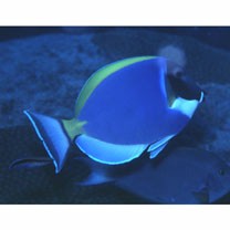 Acanthurus leucosternon Bennett, 1832