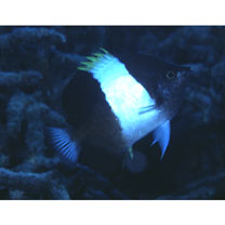 Hemitaurichthys zoster (Bennett, 1831)