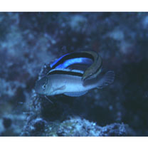 Meiacanthus smithi Klausewitz, 1961