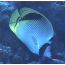 Chaetodon oxycephalus Bleeker, 1853