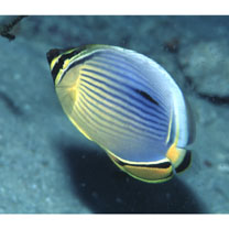 Chaetodon trifasciatus Park, 1797