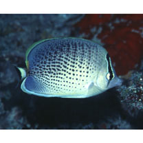 Chaetodon guttatissimus Bennett, 1832