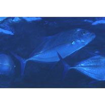 Caranx melampygus Cuvier, 1833