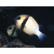 インディアン・ダシルス