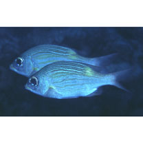 Gnathodentex aureolineatus (Lacepede, 1802)