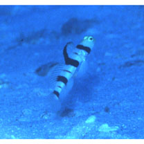 Stonogobiops dracula Polunin et Lubbock, 1977