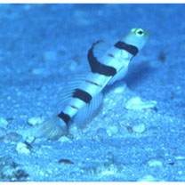 Stonogobiops dracula Polunin et Lubbock, 1977