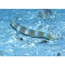 Amblyeleotris aurora Polunin et Lubbock, 1977