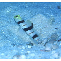 Stonogobiops dracula Polunin et Lubbock, 1977