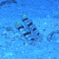 Stonogobiops dracula Polunin et Lubbock, 1977