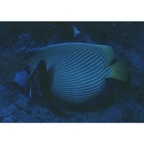 Pomacanthus imperator (Bloch, 1787)