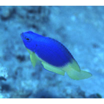 Pomacentrus caeruleus Quoy et Gaimard, 1825