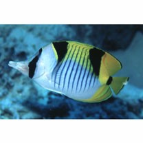 Chaetodon falcula Bloch, 1793