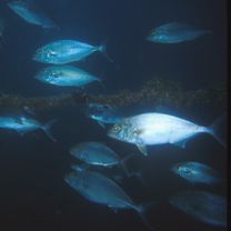 Seriola dumerili (Risso, 1810)