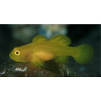 Lubricogobius exiguus Tanaka, 1915