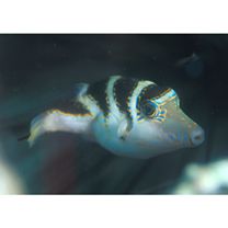 Canthigaster axiologa Whitley, 1931