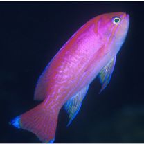 Pseudanthias bimaculatus (Smith, 1955)
