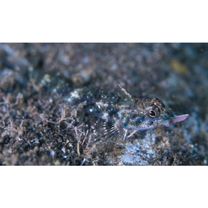 Helcogramma rhinoceros Hansen, 1986