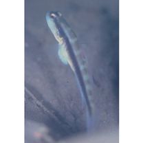 Myersina nigrivirgata Akihito et Meguro, 1983