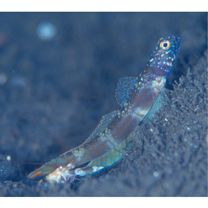 Amblyeleotris latifasciata Polunin et Lubbock, 1979