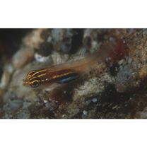 Eviota atriventris Greenfield et Suzuki, 2012