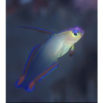 Nemateleotris decora Randall et Allen, 1973