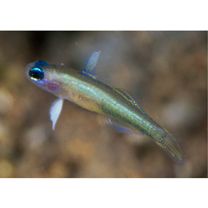 Tryssogobius sarah Allen et Erdmann, 2012