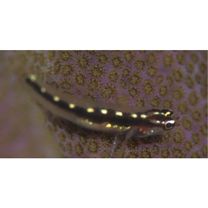 Eviota sebreei Jordan et Seale, 1906