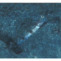 Cryptocentrus shigensis Kuroda, 1956