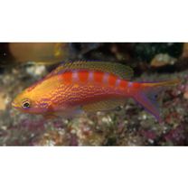 Pseudanthias flavoguttatus (Katayama et Masuda, 1980)