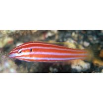 Hologymnosus rhodonotus Randall et Yamakawa, 1988