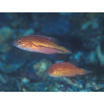 Cirrhilabrus isosceles Tea, Senou et Greene, 2016