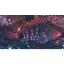 Cirrhitops hubbardi (Schultz, 1943)