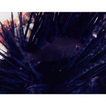 Siphamia majimai Matsubara et Iwai, 1958