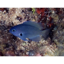 Pomacentrus nigromarginatus Allen, 1973