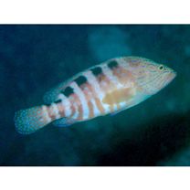 Cephalopholis sexmaculata (Ruppell, 1830)