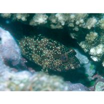 Epinephelus hexagonatus (Forster, 1801)