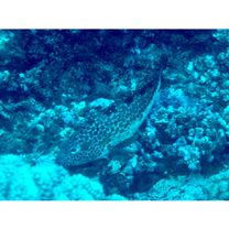 Epinephelus hexagonatus (Forster, 1801)