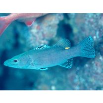 Belonoperca chabanaudi Fowler et Bean, 1930