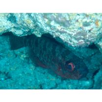 Heteropriacanthus carolinus (Cuvier, 1829)