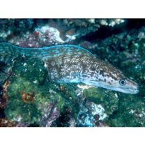 Gymnothorax margaritophorus Bleeker, 1865