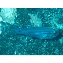 カスミヤライイシモチ