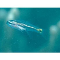 スダレヤライイシモチ・カスミヤライイシモチ未確定種