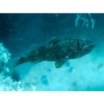 Foa brachygramma (Jenkins, 1903)