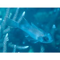 Nectamia bandanensis (Bleeker, 1854)