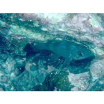 Nectamia bandanensis (Bleeker, 1854)